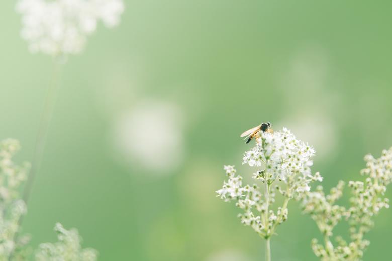 Free stock image of Fly in the Garden created by Pixabay