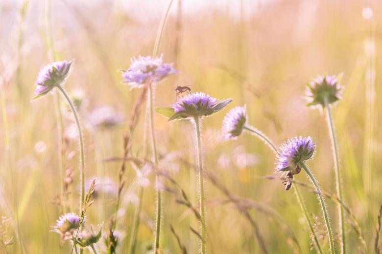 Free stock image of Fly on the Flower created by Pixabay