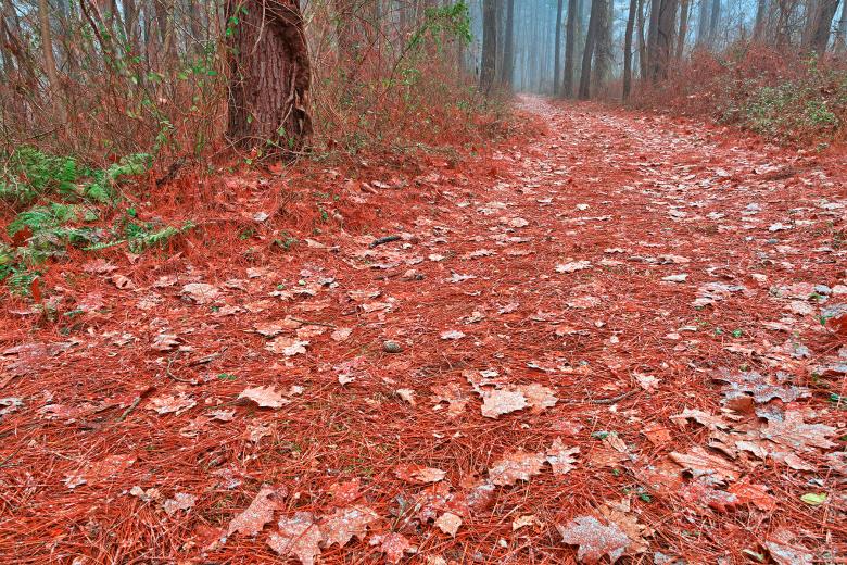 Free stock image of Frosty Christmas Trail - HDR created by Nicolas Raymond