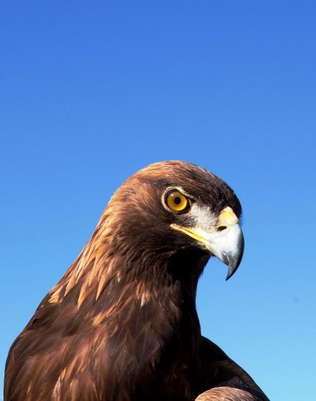 Free stock image of Wild Adler created by Pixabay