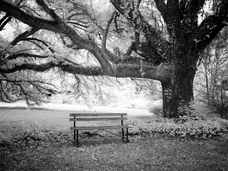 Free stock image of Bench in the Garden created by Pixabay