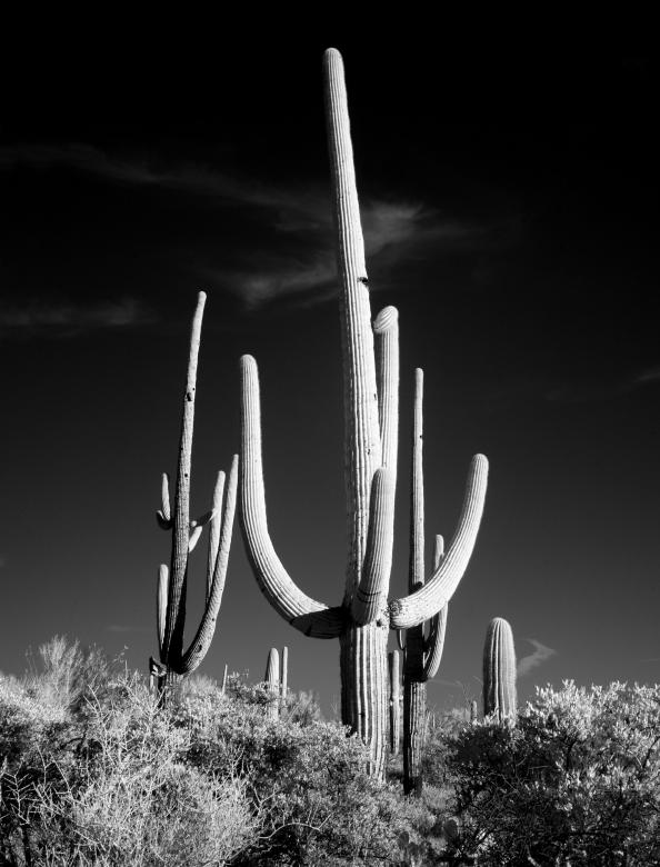 Free stock image of Cactuses in the Desert created by Pixabay