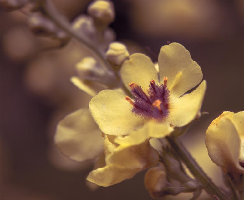 Free stock image of Yellow Flower Macro created by Alen