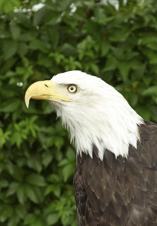 Free stock image of Wild Adler created by Pixabay