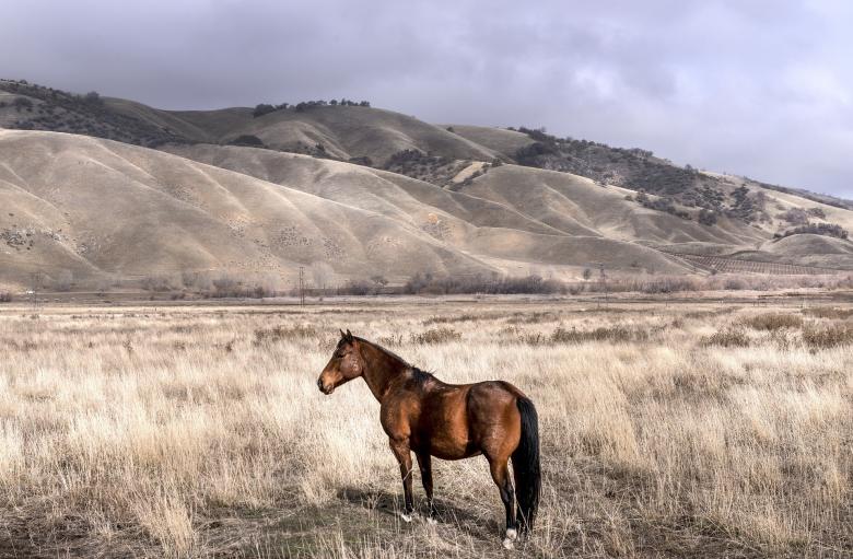 Free stock image of Wild Horse created by Pixabay