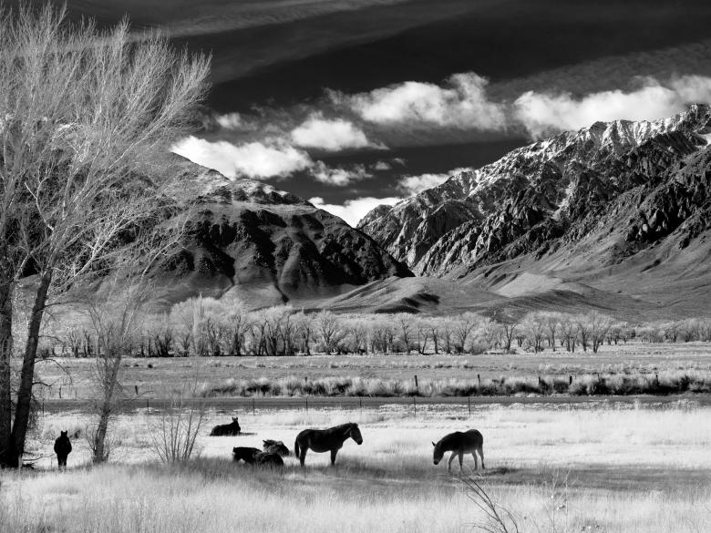 Free stock image of Wild Horses created by Pixabay
