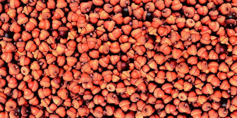 Free stock image of Oak Fruit created by Pixabay