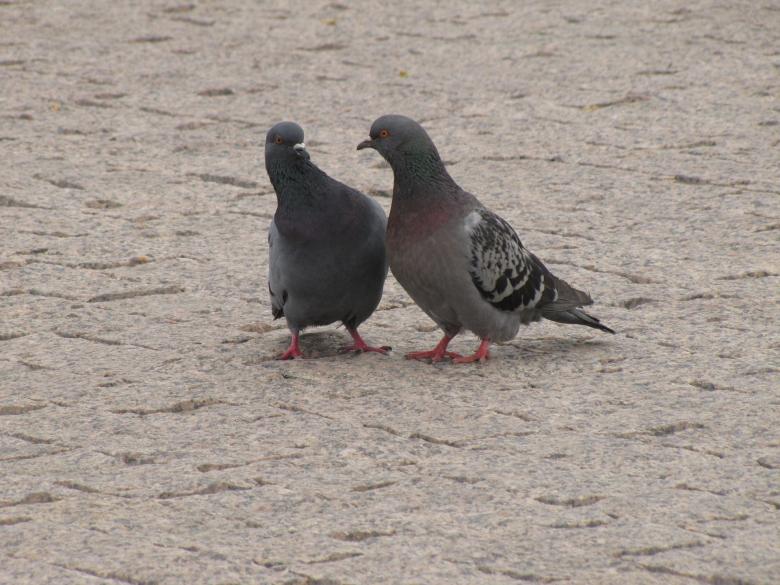 Free stock image of Pigeon Couple created by Pixabay