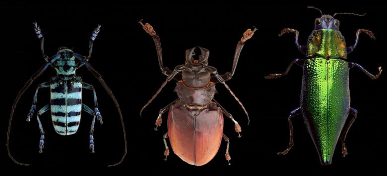 Free stock image of Beetle Closeup created by Pixabay