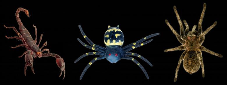 Free stock image of Scorpion and Spider created by Pixabay