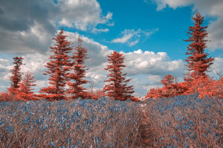 Free stock image of Dolly Sods Dreamland - HDR created by Nicolas Raymond