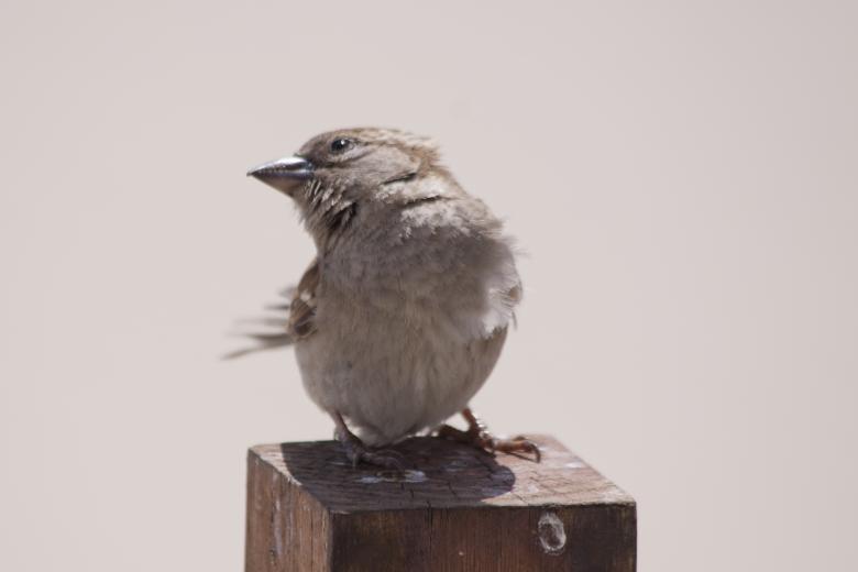 Free stock image of Resting Bird created by Pixabay