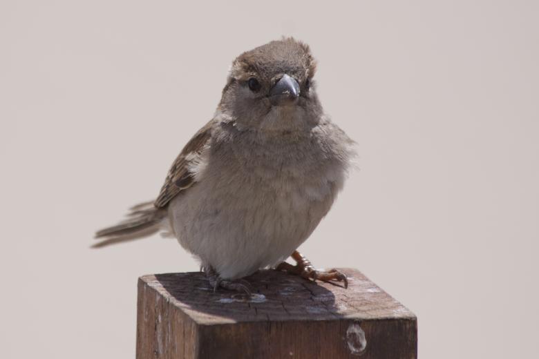 Free stock image of Bird Resting created by Pixabay