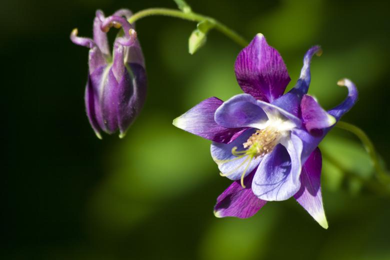 Free stock image of Fresh Columbine created by Pixabay