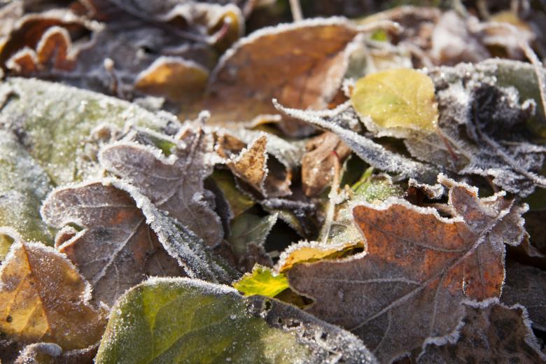 Free stock image of Fall Foliage created by Pixabay