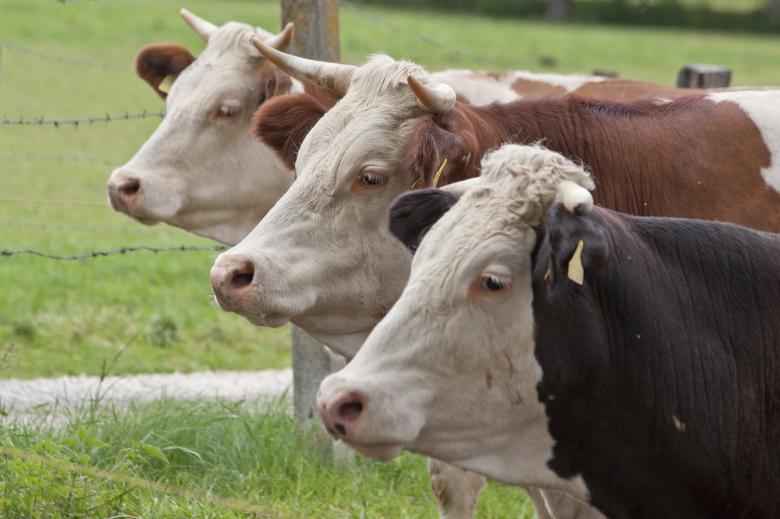 Free stock image of Female Cattle created by Pixabay