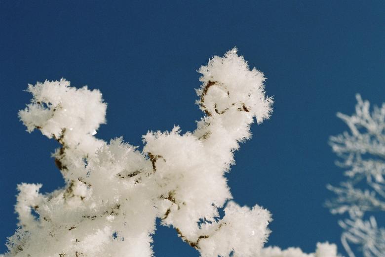 Free stock image of Hoarfrost on the Tree created by Pixabay