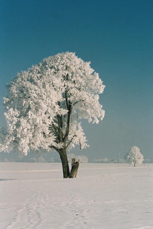 Free stock image of Hoarfrost on the Tree created by Pixabay