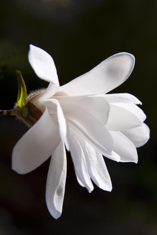 Free stock image of Fresh Magnolia created by Pixabay