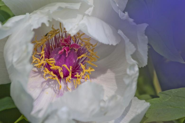 Free stock image of Macro Peony created by Pixabay