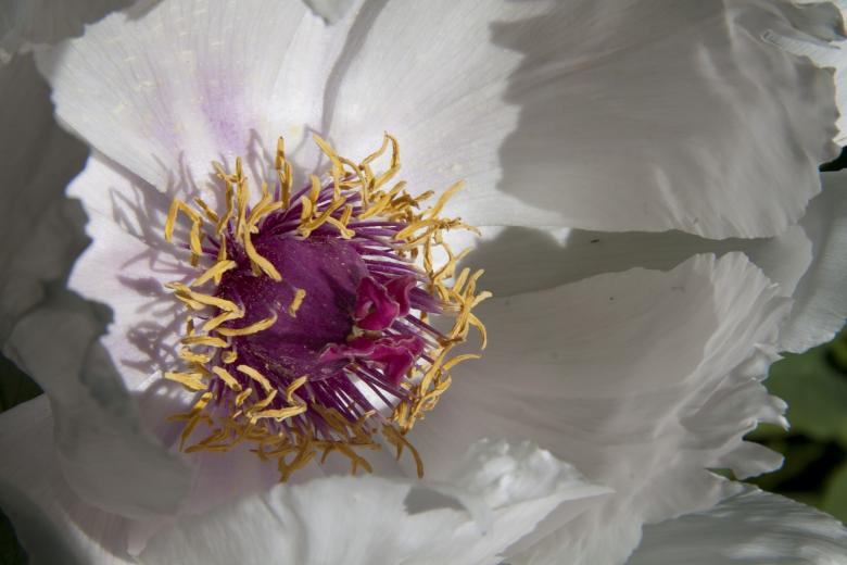 Free stock image of Macro Peony created by Pixabay