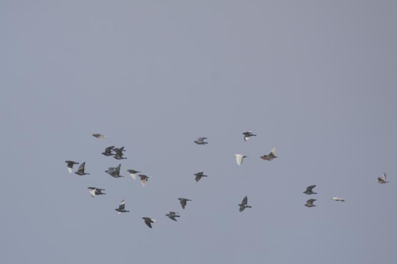 Free stock image of Pigeons Flying created by Pixabay