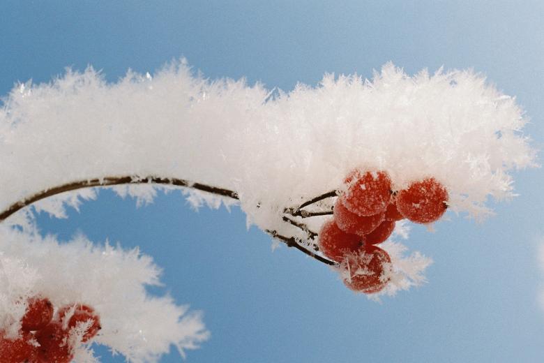 Free stock image of Frozen Rowan created by Pixabay