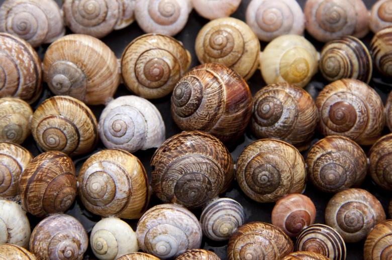 Free stock image of Snail Shells created by Pixabay