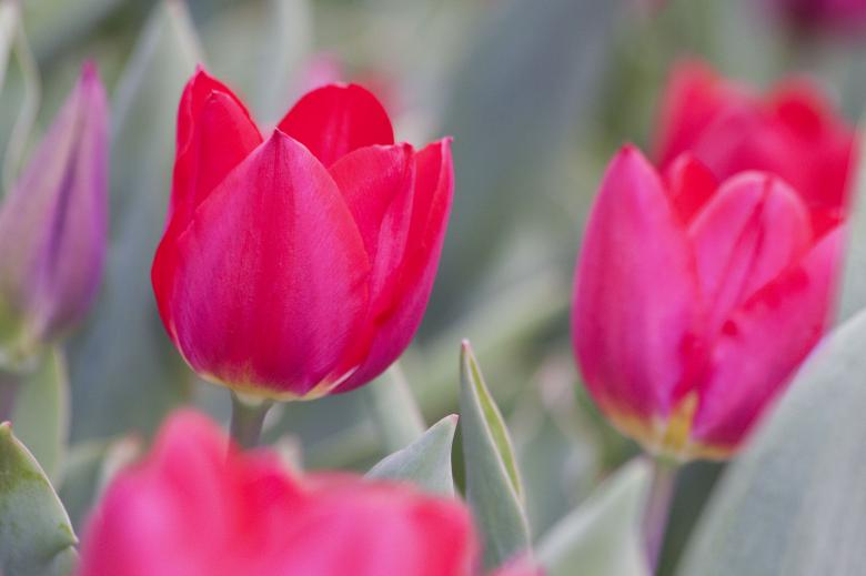 Free stock image of Fresh Tulips created by Pixabay