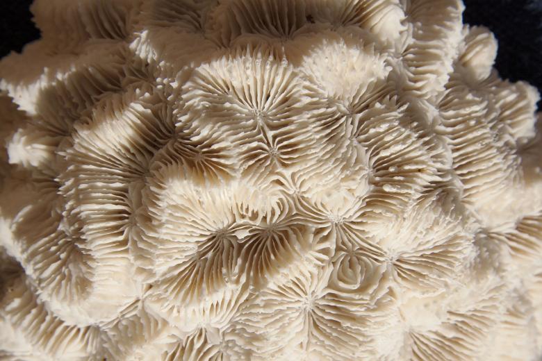 Free stock image of Brain Coral created by Pixabay
