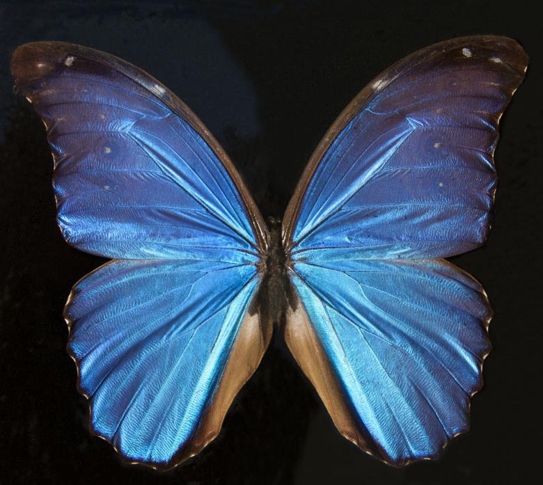 Free stock image of Butterfly Wings created by Pixabay
