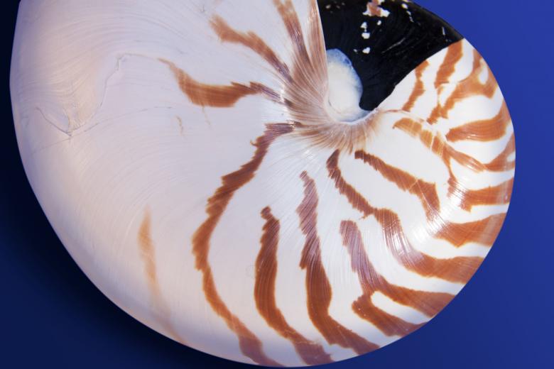 Free stock image of Nautilus created by Pixabay