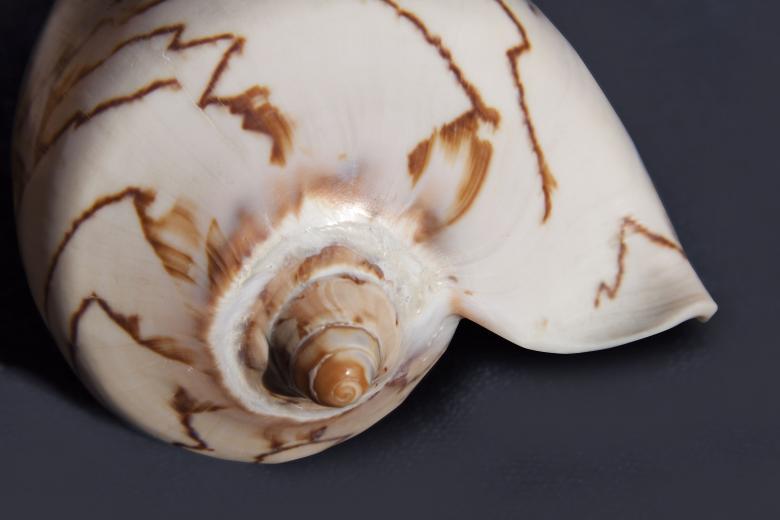 Free stock image of Sea Snail Shell created by Pixabay