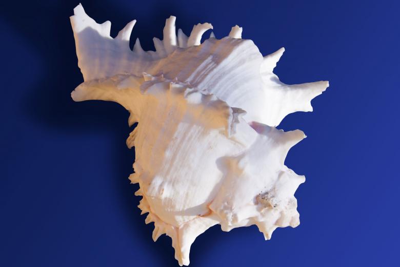 Free stock image of Sea Snail Shell created by Pixabay