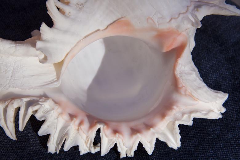 Free stock image of Sea Snail created by Pixabay