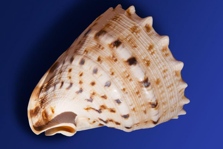 Free stock image of Sea Snail created by Pixabay