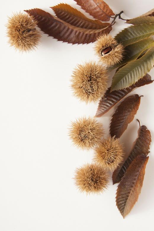 Free stock image of Fresh Chestnuts created by Pixabay