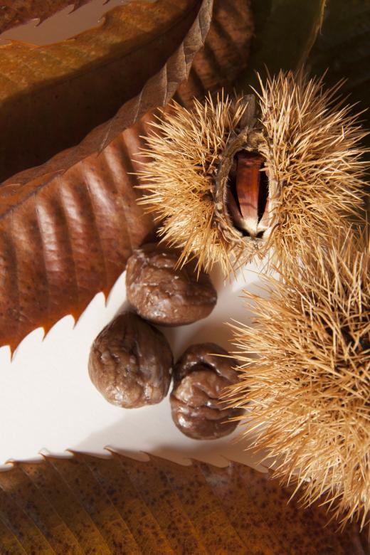 Free stock image of Sweet Chestnuts created by Pixabay