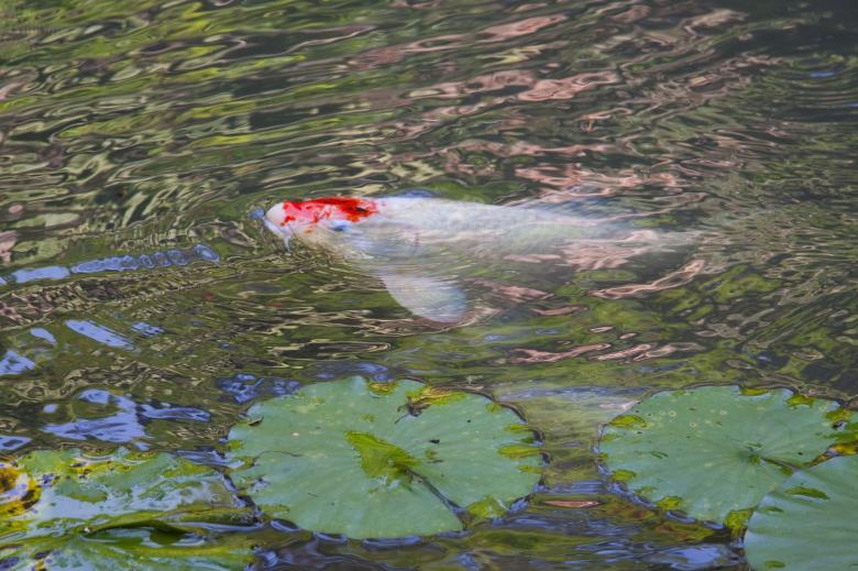 Free stock image of Brocade Carp created by Pixabay