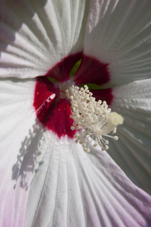 Free stock image of Macro Hibiscus created by Pixabay