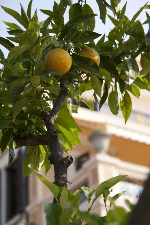 Free stock image of Lemon Tree created by Pixabay