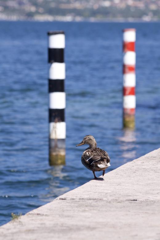 Free stock image of Mallard Duck created by Pixabay