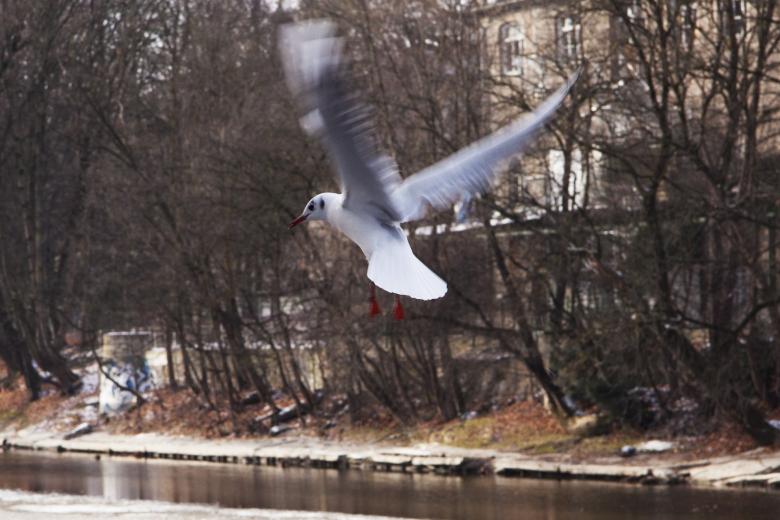 Free stock image of Seagull Flying created by Pixabay