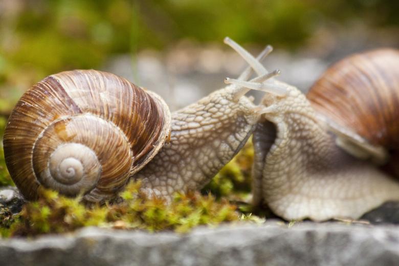 Free stock image of Snail Couple created by Pixabay