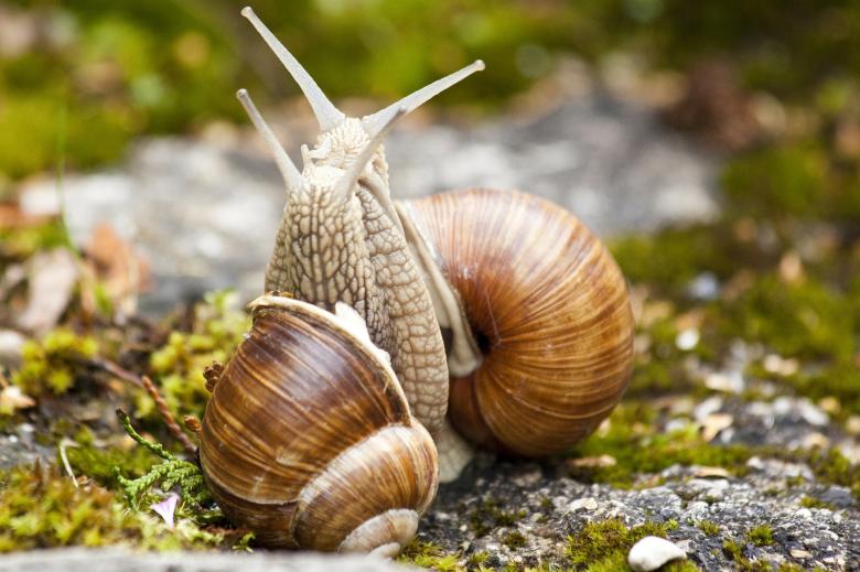Free stock image of Snail Couple created by Pixabay