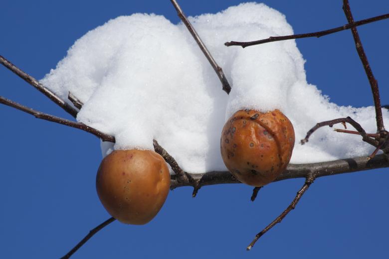 Free stock image of Snow on the Tree created by Pixabay