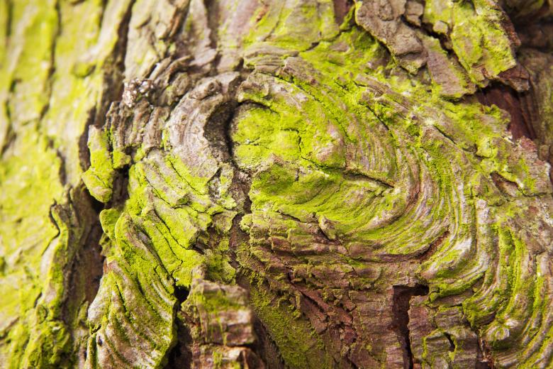 Free stock image of Wood Bark created by Pixabay