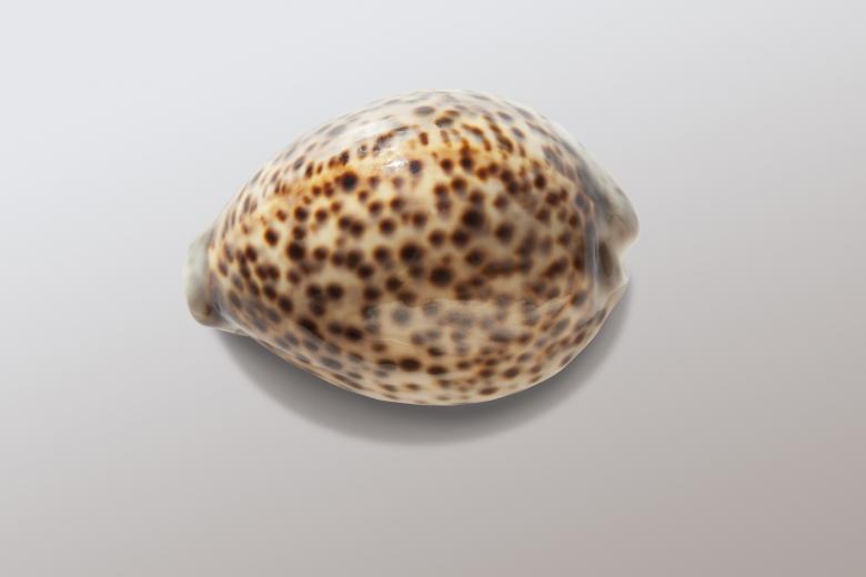 Free stock image of Cowrie Shell created by Pixabay
