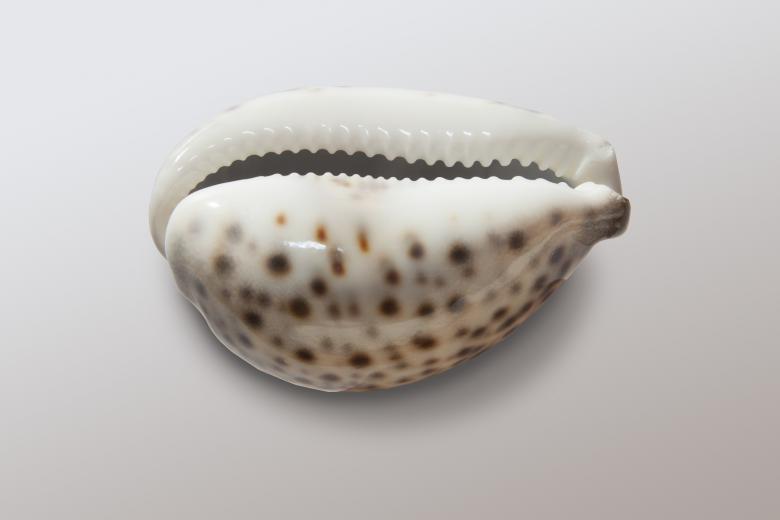 Free stock image of Cowrie Shell created by Pixabay