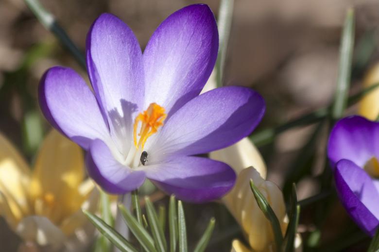 Free stock image of Fresh Crocus created by Pixabay